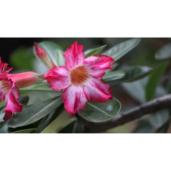 Natural Jasmine Flowers